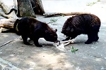 Black Bears